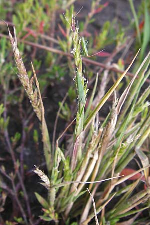 Alopecurus myosuroides \ Acker-Fuchsschwanz / Black-Grass, D Reilingen 15.8.2014