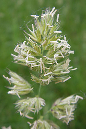 Dactylis glomerata \ Knuelgras / Cocksfoot Grass, Orchard Grass, D Mannheim 21.5.2009