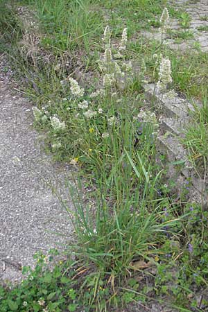 Dactylis glomerata \ Knuelgras, D Mannheim 21.5.2009