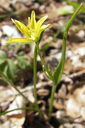 Gagea spathacea \ Scheiden-Gelbstern, D Hambrücken 7.4.2010