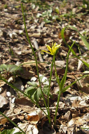 Gagea spathacea / Belgian Star of Bethlehem, D Hambrücken 7.4.2010