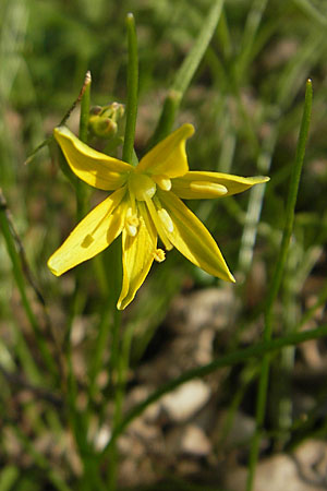 Gagea spathacea \ Scheiden-Gelbstern / Belgian Star of Bethlehem, D Hambrücken 7.4.2010