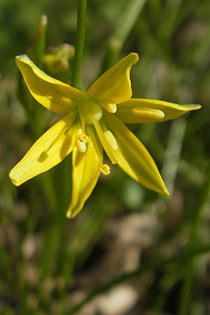 Gagea spathacea \ Scheiden-Gelbstern / Belgian Star of Bethlehem, D Hambrücken 7.4.2010