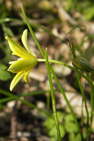 Gagea spathacea / Belgian Star of Bethlehem, D Hambrücken 7.4.2010