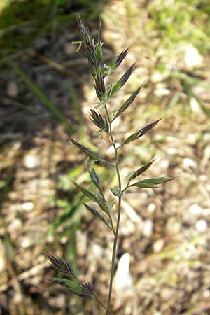 Festuca rubra agg. \ Gewhnlicher Rot-Schwingel / Creeping Red Fescue, D Karlsruhe 7.5.2011