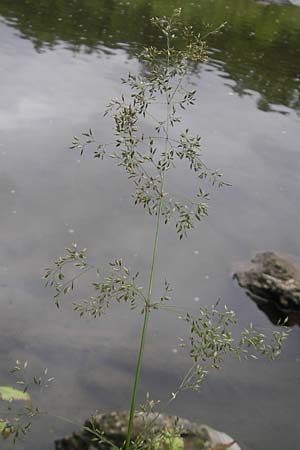 Poa palustris \ Sumpf-Rispengras / Swamp Meadow Grass, D Idar-Oberstein 25.6.2011