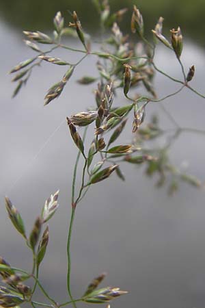 Poa palustris \ Sumpf-Rispengras / Swamp Meadow Grass, D Idar-Oberstein 25.6.2011