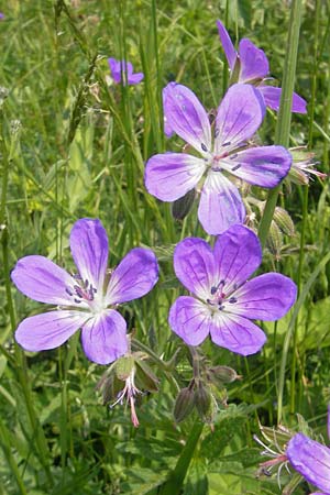 Geranium sylvaticum \ Wald-Storchschnabel, D Rhön, Wasserkuppe 30.5.2012