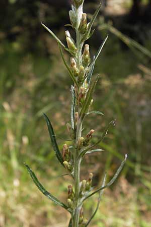 Gnaphalium sylvaticum \ Wald-Ruhrkraut / Heath Cudweed, D Bad Dürkheim 29.7.2012