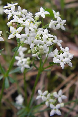 Galium saxatile \ Felsen-Labkraut, Harzer Labkraut, D Frankfurt Airport 15.6.2013