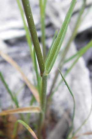 Puccinellia distans \ Gewhnlicher Salzschwaden / Reflexed Saltmarsh Grass, D Philippsthal-Heimboldshausen 6.7.2013