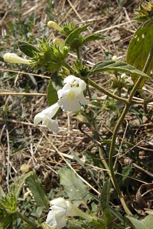 Galeopsis segetum / Downy Hemp-Nettle, D Gladenbach 17.8.2013