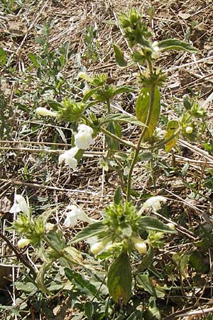 Galeopsis segetum / Downy Hemp-Nettle, D Gladenbach 17.8.2013