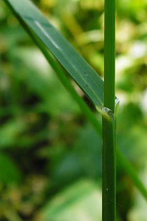 Glyceria striata \ Gestreifter Schwaden, D Mannheim 7.6.2014