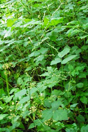 Glyceria striata / Fowl Manna Grass, D Mannheim 7.6.2014