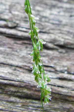 Glyceria striata / Fowl Manna Grass, D Mannheim 7.6.2014