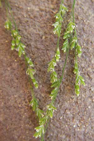 Glyceria striata \ Gestreifter Schwaden / Fowl Manna Grass, D Mannheim 7.6.2014