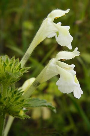 Galeopsis segetum \ Saat-Hohlzahn, D Gladenbach 5.7.2014