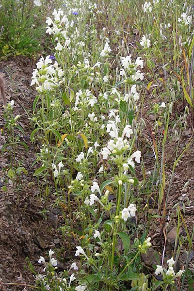 Galeopsis segetum \ Saat-Hohlzahn / Downy Hemp-Nettle, D Gladenbach 5.7.2014