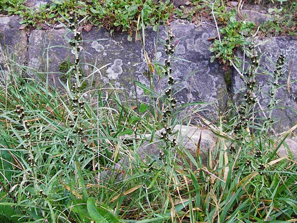 Gnaphalium sylvaticum \ Wald-Ruhrkraut, D Schwarzwald, Hornisgrinde 11.9.2014