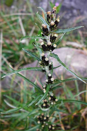 Gnaphalium sylvaticum \ Wald-Ruhrkraut, D Schwarzwald, Hornisgrinde 11.9.2014