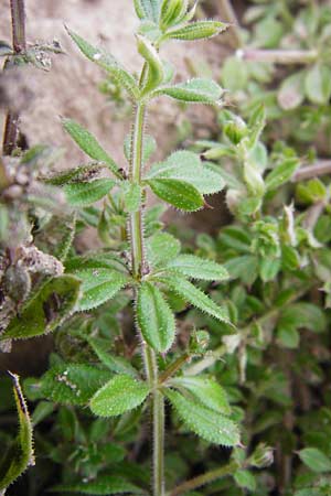 Galium spurium \ Kleinfrchtiges Kletten-Labkraut / False Cleavers, D Mannheim 28.9.2014