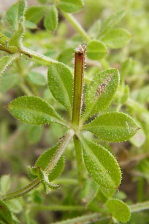 Galium spurium \ Kleinfrchtiges Kletten-Labkraut / False Cleavers, D Mannheim 28.9.2014