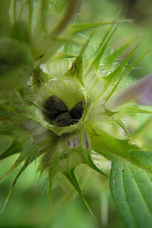 Galeopsis tetrahit \ Stechender Hohlzahn, D Odenwald, Ober-Mossau 28.8.2009