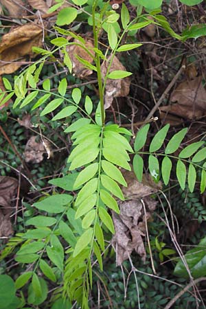 Gleditsia triacanthos / Honey Locust, D Mannheim 14.9.2013