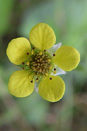 Geum urbanum \ Echte Nelkenwurz / Wood Avens, D Karlsruhe 19.7.2008