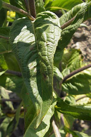 Guizotia abyssinica \ Ramtillkraut, Nigersaat / Niger, Gingelli, D Mannheim 6.9.2009