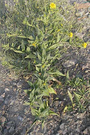 Guizotia abyssinica \ Ramtillkraut, Nigersaat / Niger, Gingelli, D Mannheim 11.9.2009