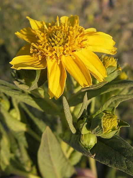 Guizotia abyssinica / Niger, Gingelli, D Mannheim 11.9.2009