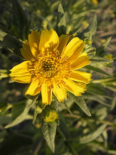 Guizotia abyssinica / Niger, Gingelli, D Mannheim 11.9.2009