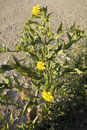 Guizotia abyssinica / Niger, Gingelli, D Mannheim 11.9.2009