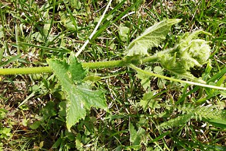 Cucumis sativus \ Gurke, D Mainz 26.7.2014