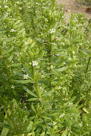 Galium verrucosum \ Anis-Labkraut, Warziges Labkraut / Southern Cleavers, Warty Bedstraw, D Botan. Gar.  Universit.  Mainz 11.7.2009