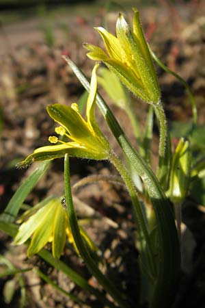 Gagea villosa \ Acker-Gelbstern / Hairy Star of Bethlehem, D Mannheim 21.3.2012