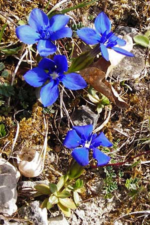 Gentiana verna \ Frhlings-Enzian, D Bad Ditzenbach 1.4.2014