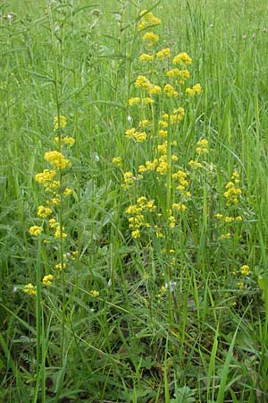 Galium wirtgenii \ Wirtgens Labkraut / Wirtgen's Bedstraw, D Lampertheim 22.5.2012