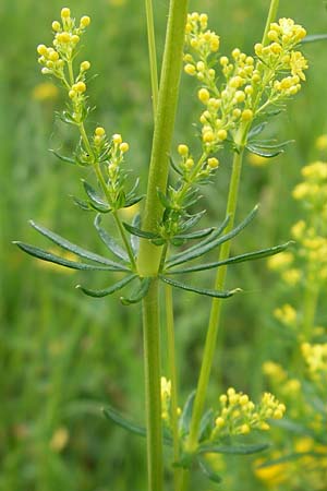 Galium wirtgenii \ Wirtgens Labkraut / Wirtgen's Bedstraw, D Lampertheim 22.5.2012