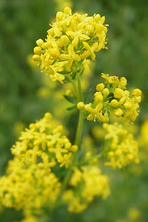 Galium wirtgenii / Wirtgen's Bedstraw, D Lampertheim 22.5.2012