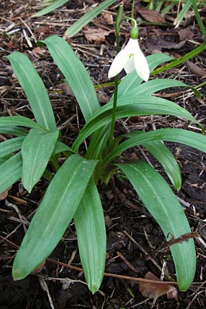 Galanthus woronowii \ Woronow-Schneeglckchen / Woronow's Snowdrop, Green Snowdrop, D Weinheim an der Bergstraße, Botan. Gar.  Hermannshof 20.2.2014