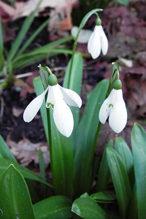 Galanthus woronowii \ Woronow-Schneeglckchen / Woronow's Snowdrop, Green Snowdrop, D Weinheim an der Bergstraße, Botan. Gar.  Hermannshof 20.2.2014