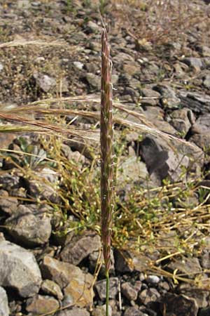 Alopecurus myosuroides \ Acker-Fuchsschwanz / Black-Grass, D Mannheim 15.5.2011