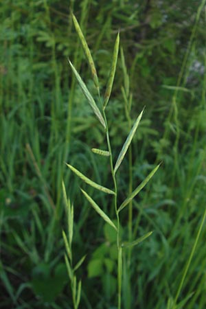 Brachypodium sylvaticum \ Wald-Zwenke / False Brome, D Ettal 21.6.2011