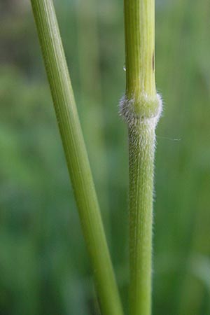 Brachypodium sylvaticum \ Wald-Zwenke / False Brome, D Ettal 21.6.2011