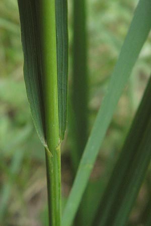 Molinia arundinacea \ Rohr-Pfeifengras / Tall Moor Grass, D Hanhofen 23.7.2011