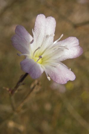 Gypsophila scorzonerifolia \ Schwarzwurzel-Gipskraut, D Ludwigshafen 8.10.2011