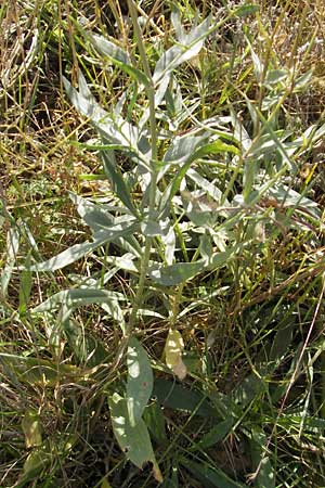 Gypsophila scorzonerifolia \ Schwarzwurzel-Gipskraut, D Ludwigshafen 8.10.2011